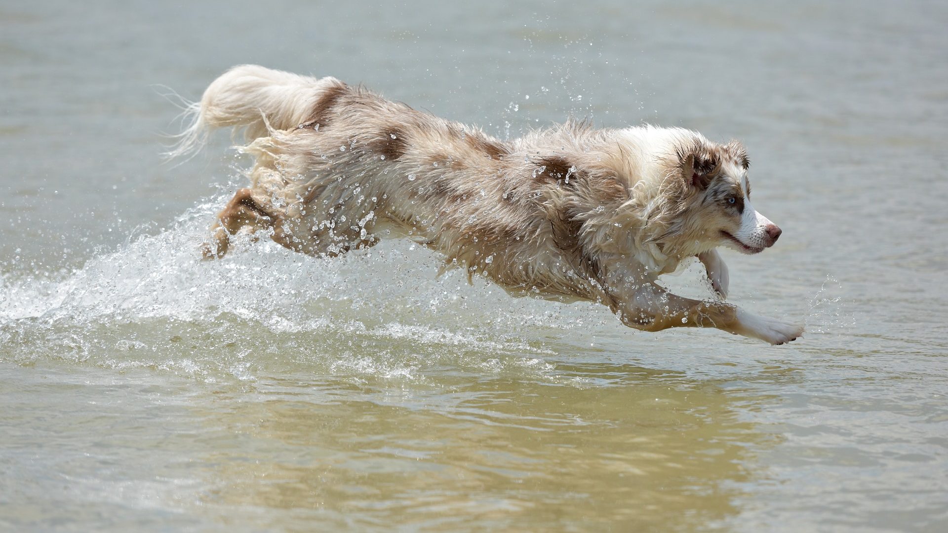synonym hund