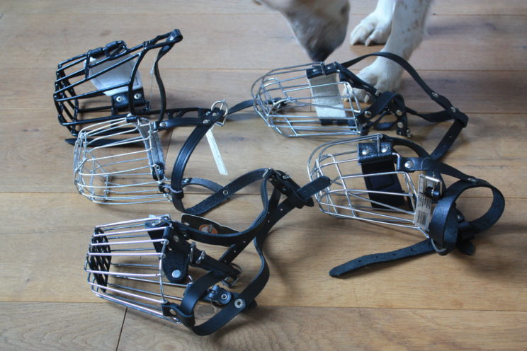 Maulkorb, Hund, Training, Vet-dogs