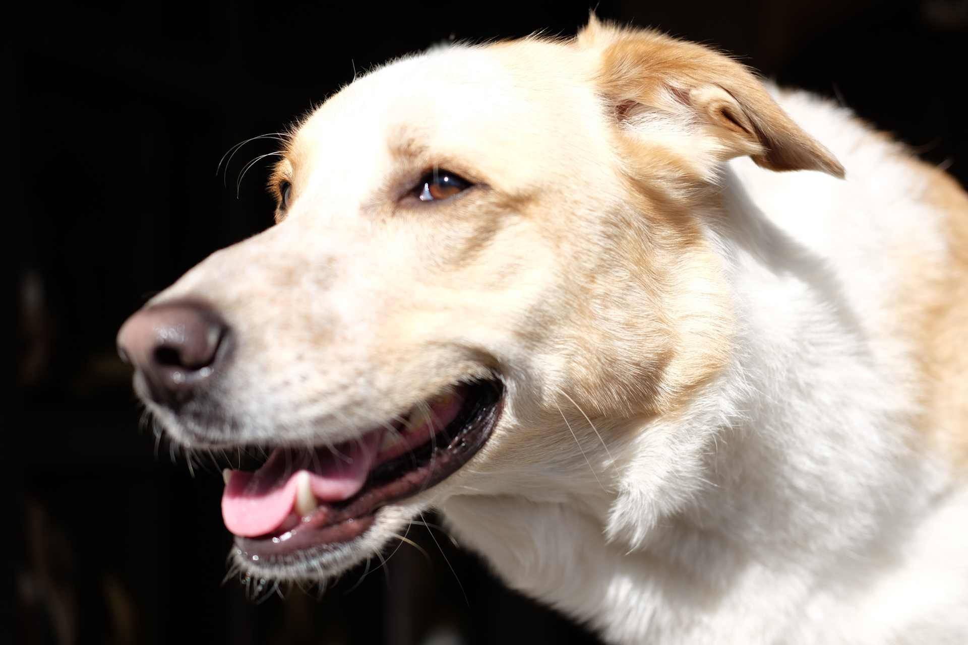 Dein Hund hat einen Knubbel, einen Knoten? Alles über Hauttumore