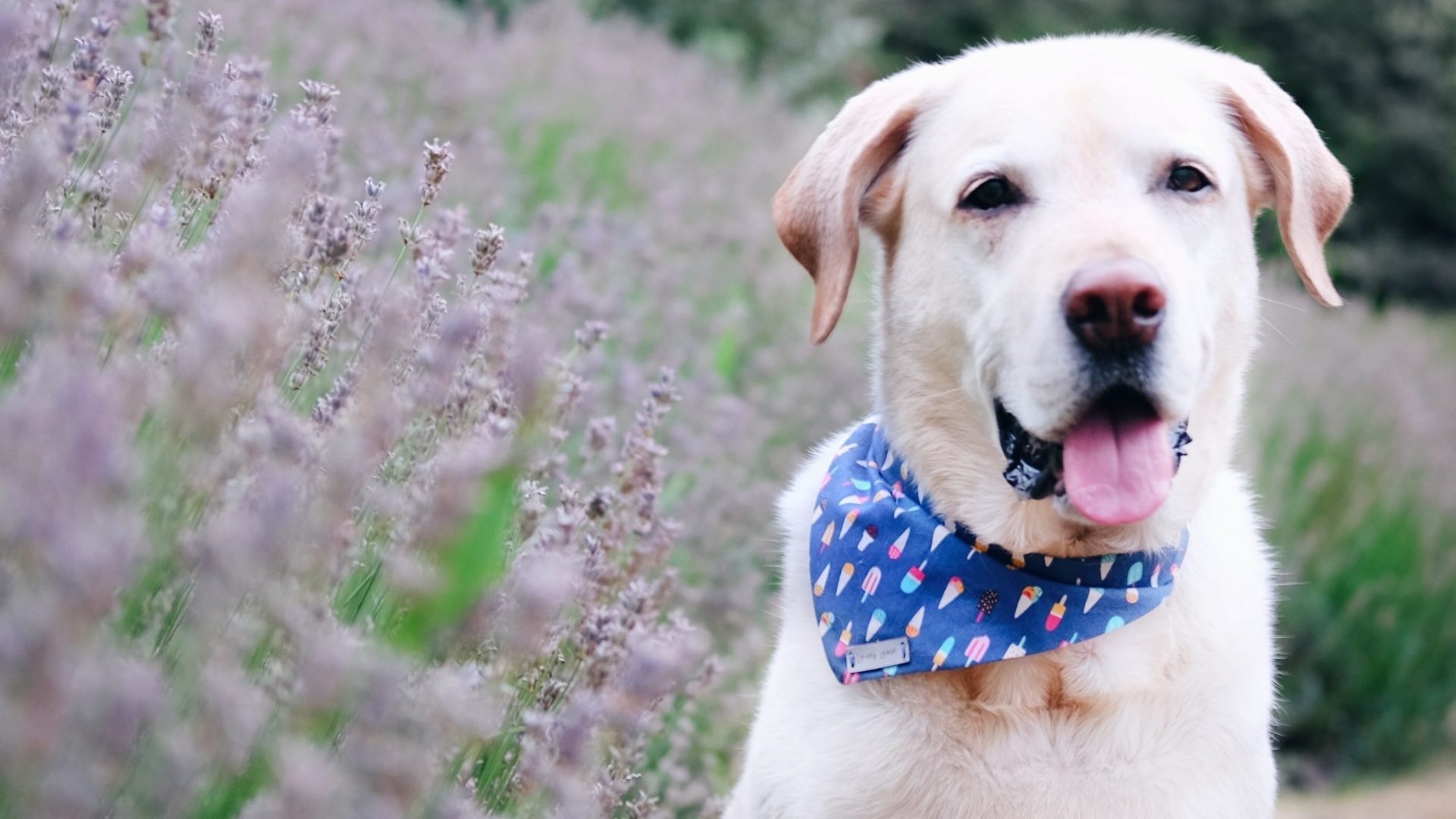 Lungenwürmer beim Hund Die Gefahr beim Grasfressen VetDogs dein