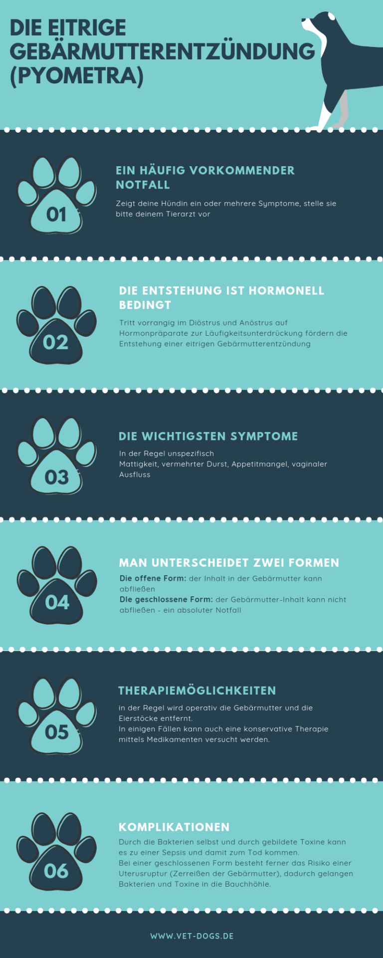 Die eitrige Gebärmutterentzündung (Pyometra) der Hündin ein häufiger