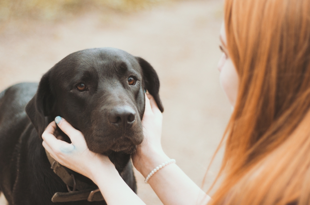 Die Kastration Des Hundes Pro Und Contra Vet Dogs Dein Online