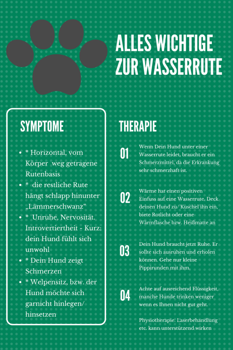 Die Wasserrute beim Hund Eine äußerst schmerzhafte Erkrankung VetDogs