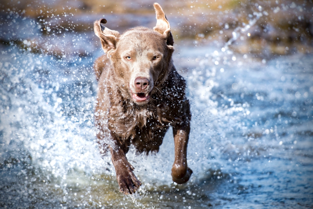 Die Wasserrute beim Hund Eine äußerst schmerzhafte Erkrankung Vet