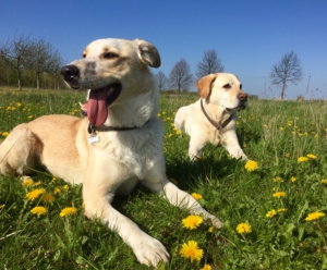 Leinenagrression ade, www.vetdogs.de, www.vet-dogs.de