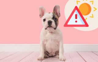 Hitzschlag beim Hund - Alles was du wissen musst