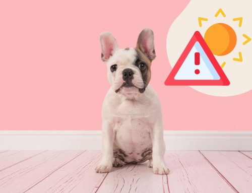 Der Hitzschlag beim Hund – Die wichtigsten Fakten