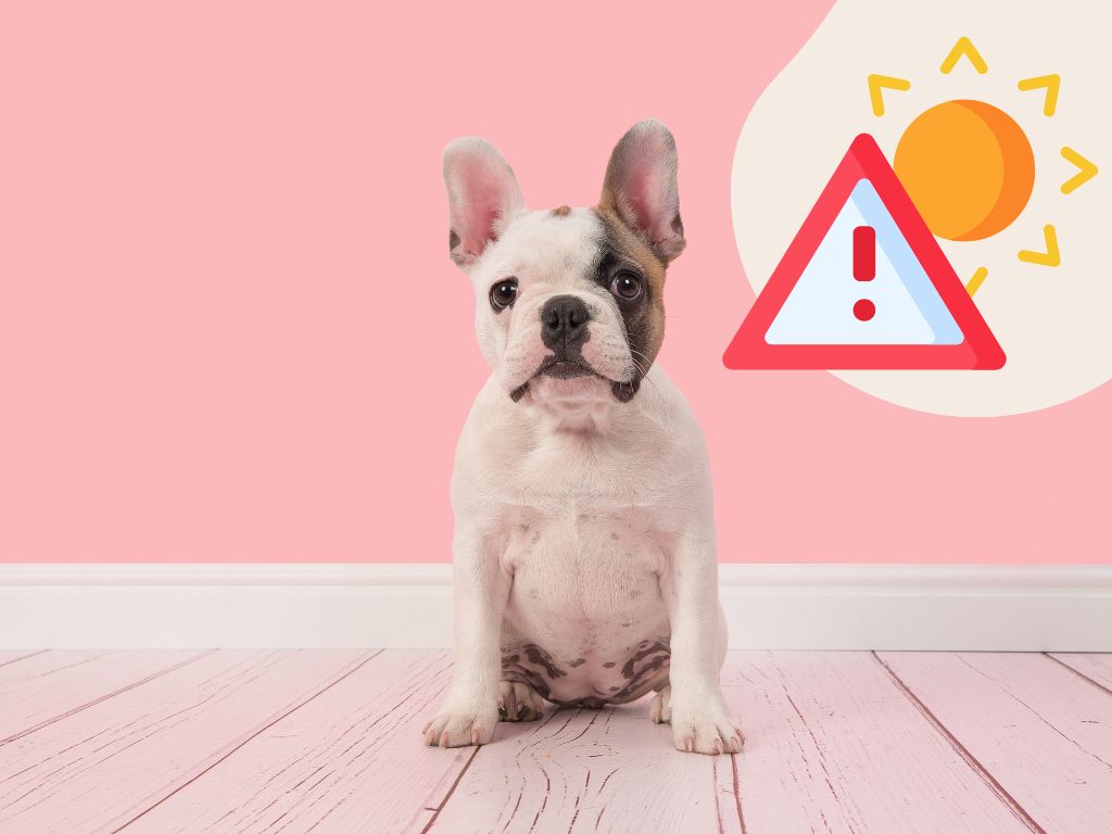 Hitzschlag beim Hund - Alles was du wissen musst