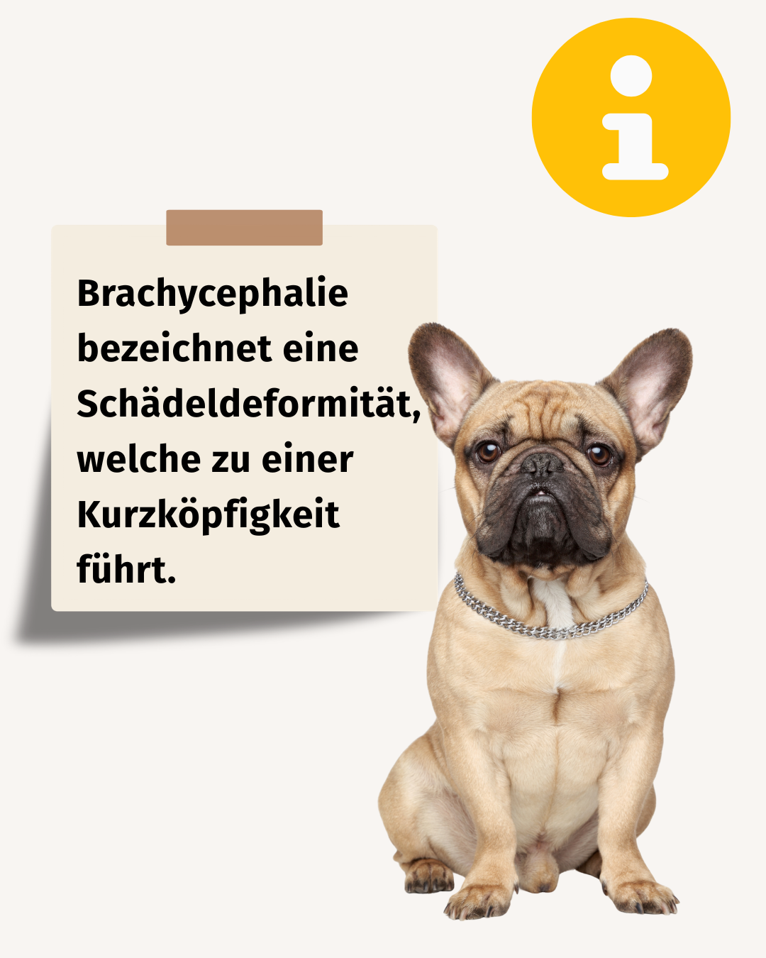 Definition-Brachycephalie Definition Kurzköpfigkeit, Brachycephalie