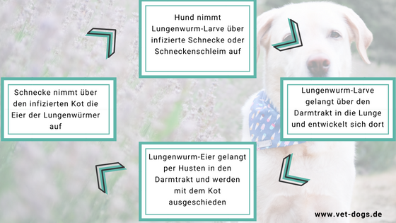 Lungenwürmer beim Hund, www.vet-dogs.de