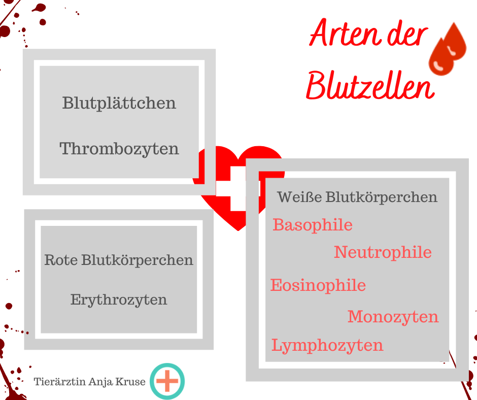 Blutbild-lesen-Tierarzt