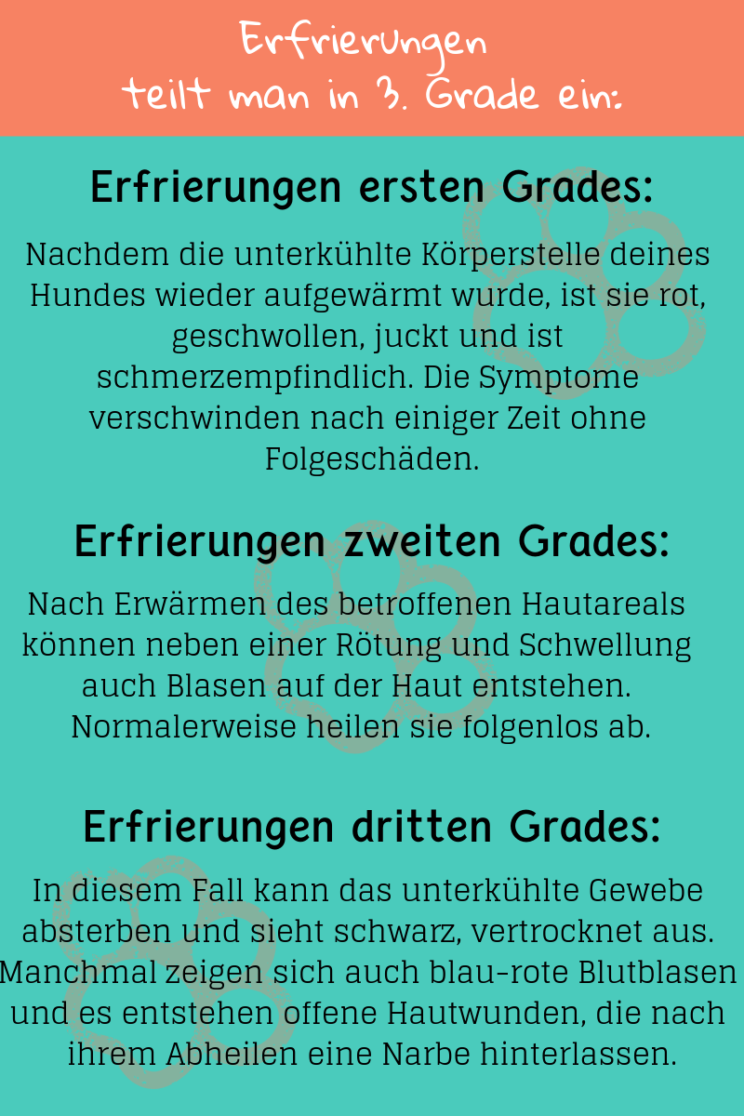 So kommt dein Hund gut durch den Winter, www.vet-dogs.de, www.vetdogs.de