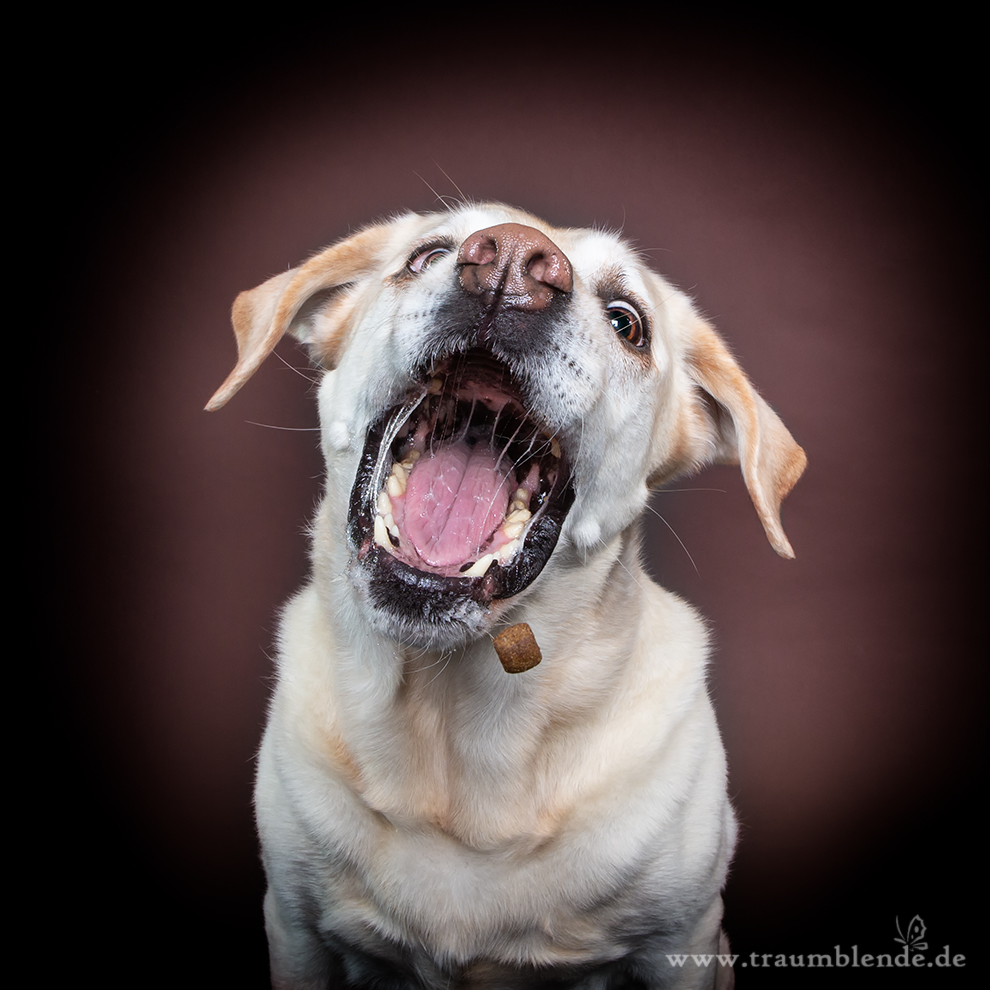 Fotoshooting in Lohmar, Traumblende, www.vet-dogs.de
