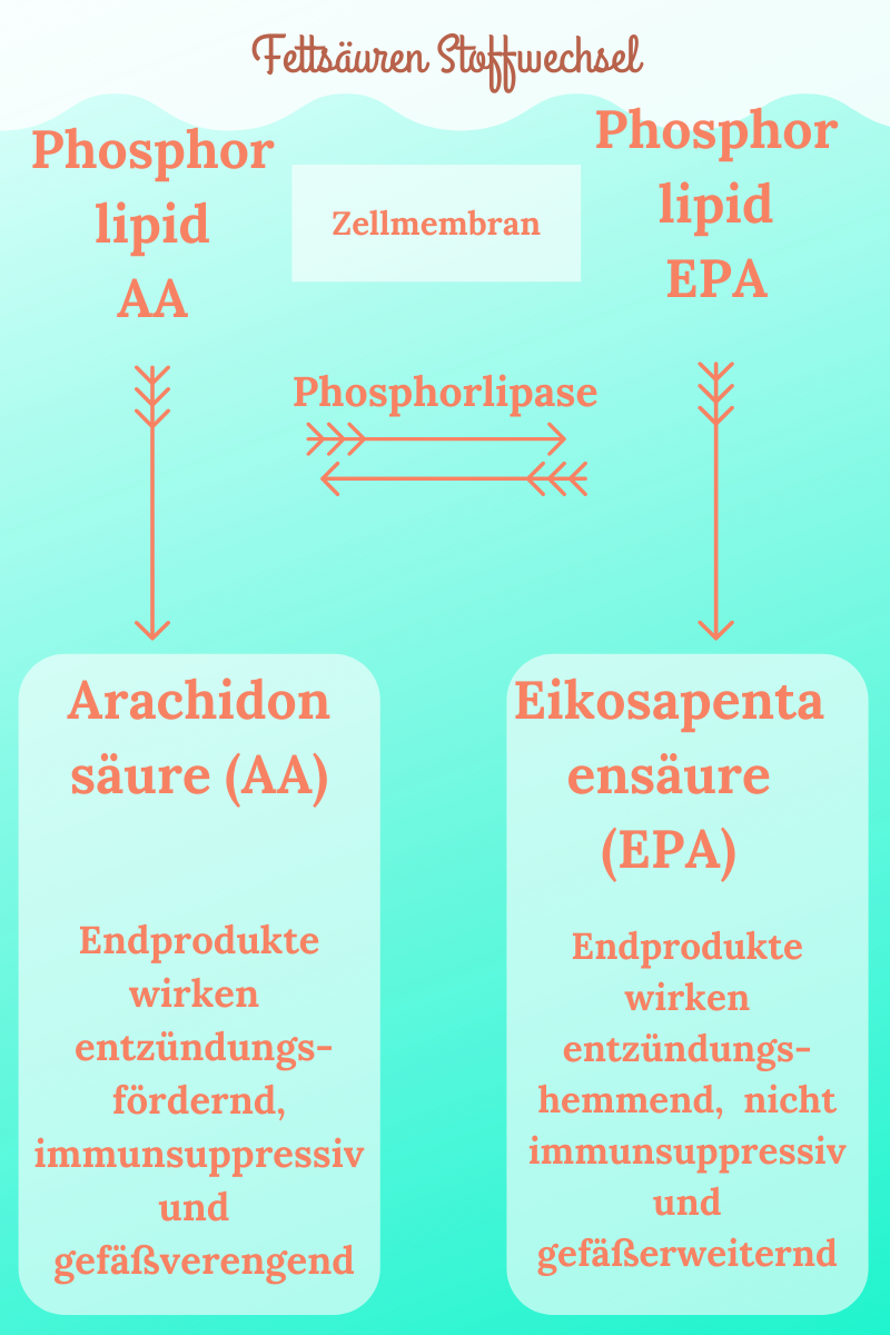 Omega-3-Fettsäuren-Arthrose-beim-Hund