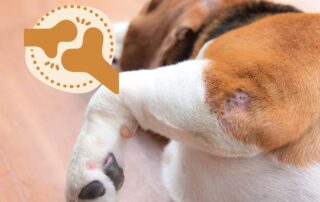 Arthrose lindern durch Nahrungsergänzungsmittel