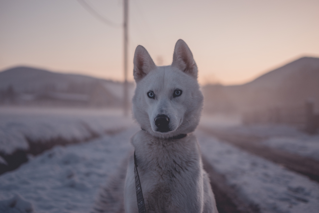 Frostschutzmittel Hochgiftig Für Deinen Hund Vet Dogs