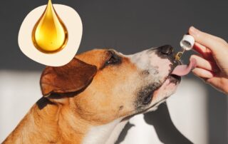 Öle in der Hundeernährung
