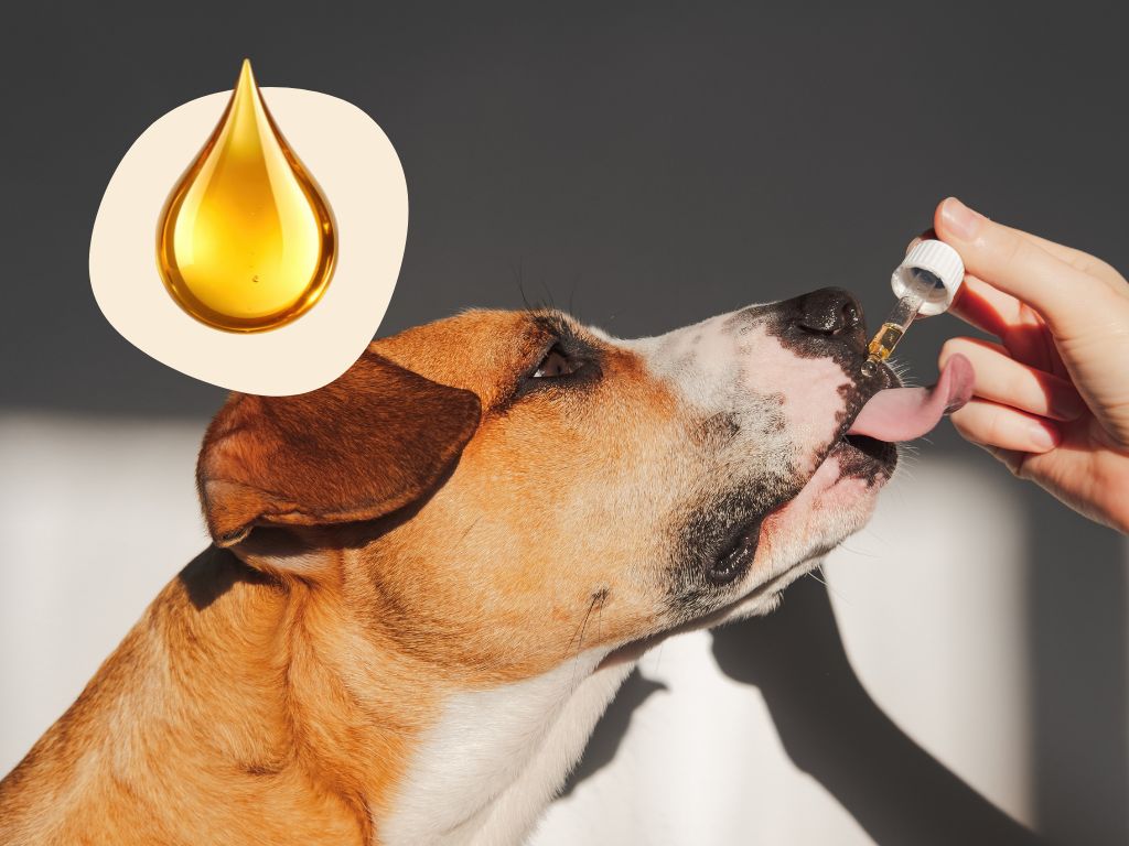 Öle in der Hundeernährung