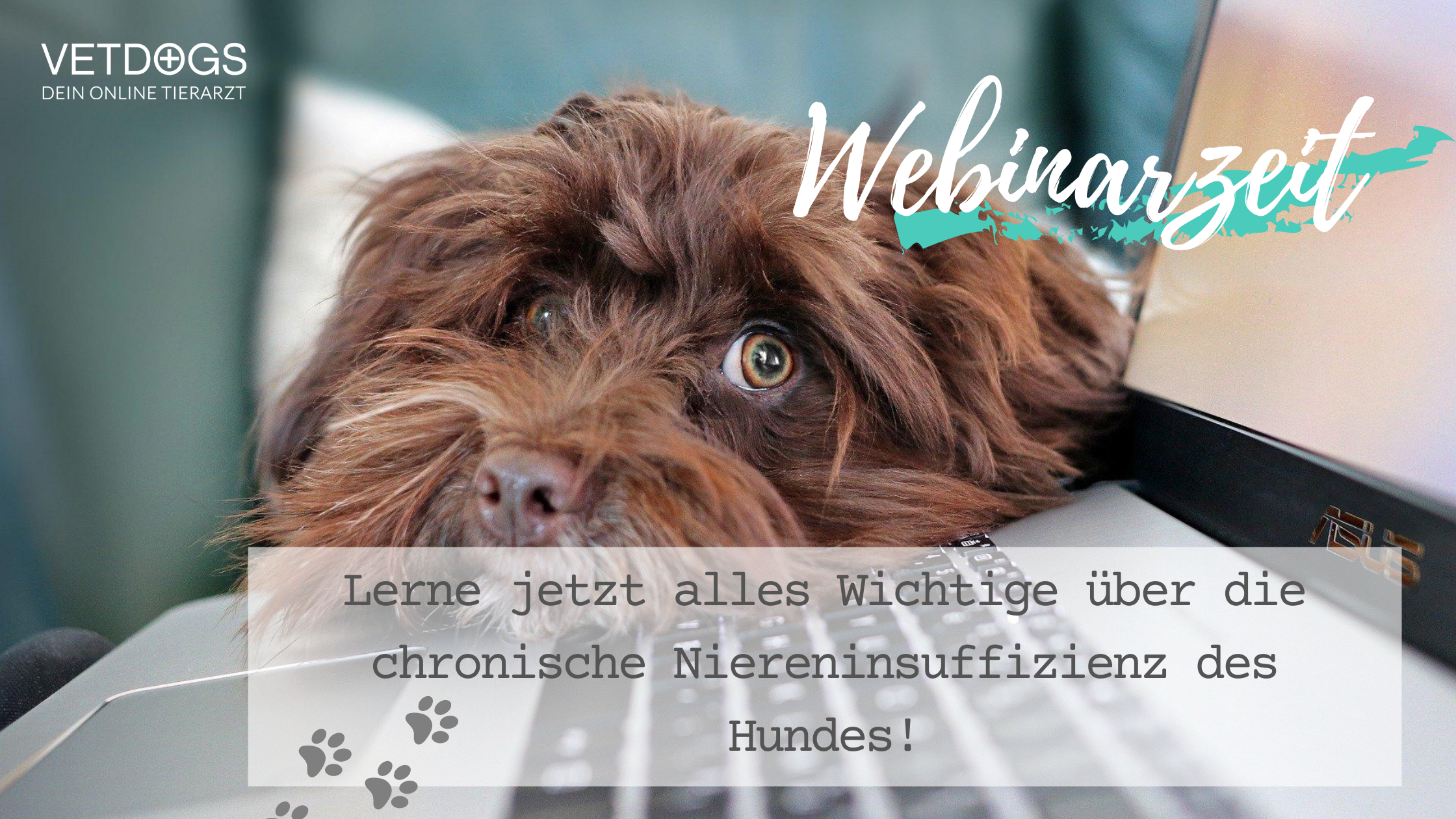 Webinar-Nierendiät-Niereninsufizienz-Hund