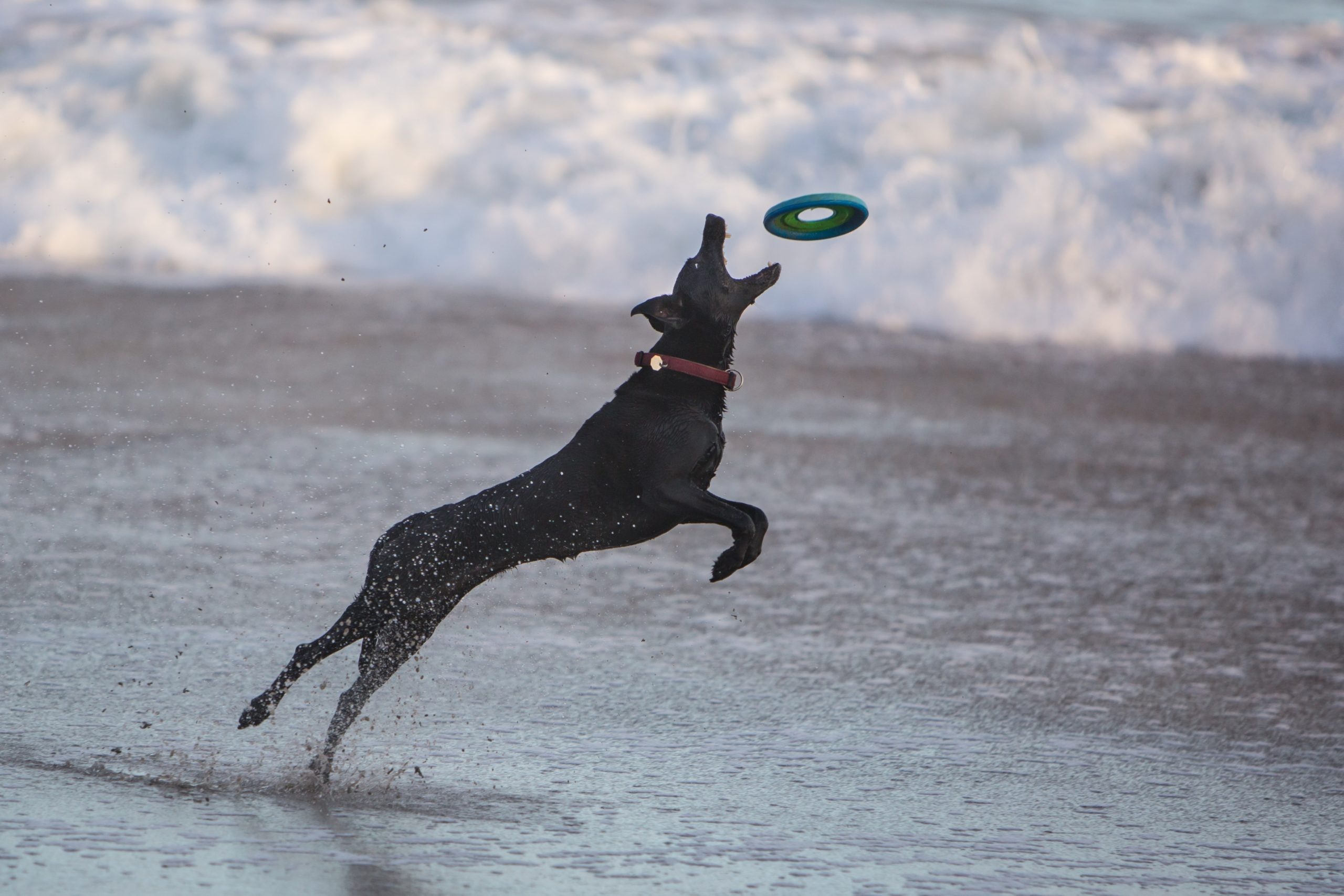 Arthrose-beim-Hund-Schmerzmittel