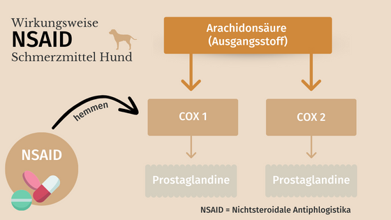 NSAID-Einsatz-bei-Hunden-Arthrose-Gelenke