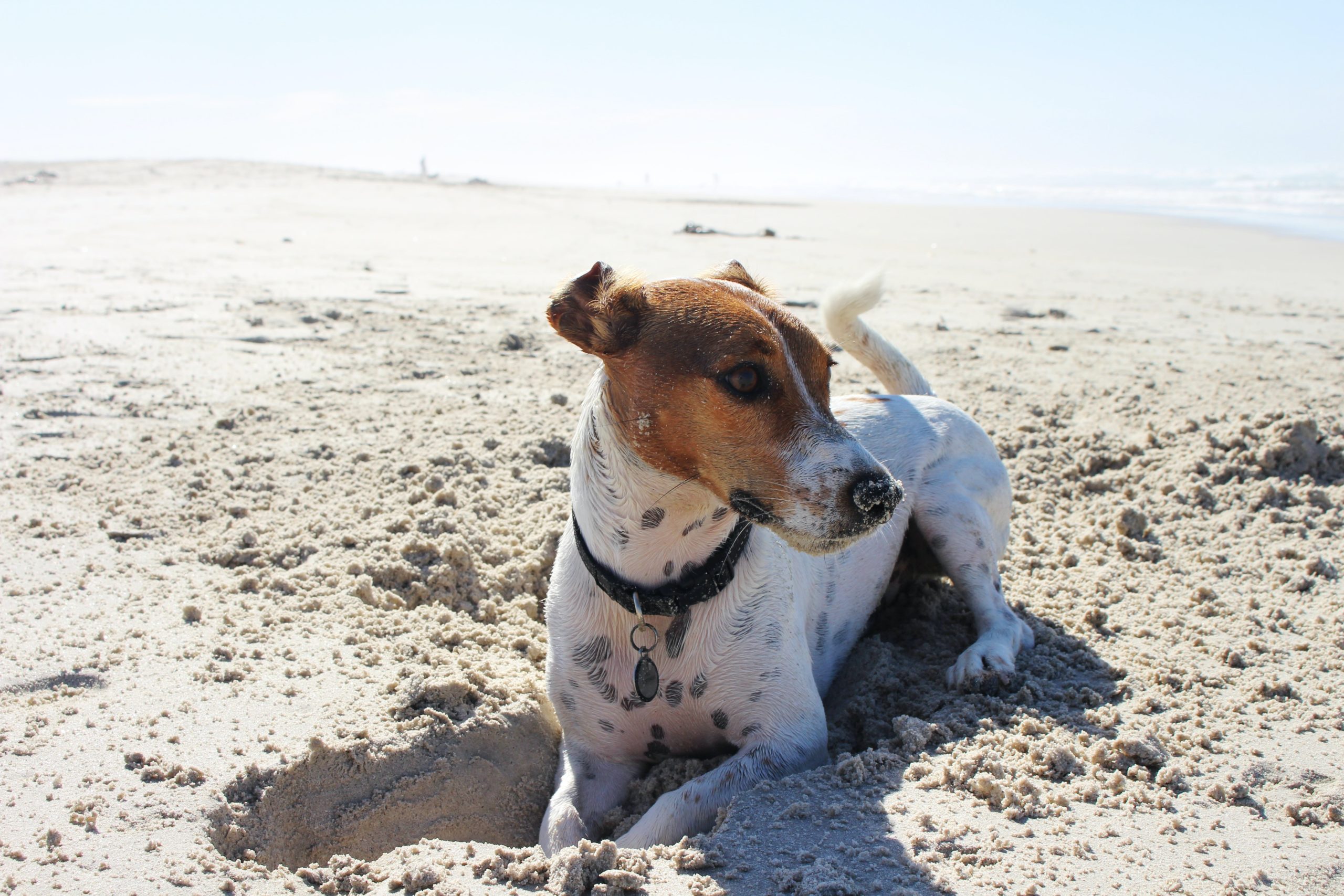 Hunde-füttern-im-Sommer