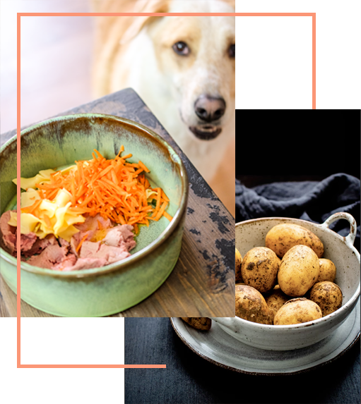 Barf, Ernährungsberatung, online Tierarzt, Vet-Dogs