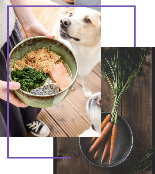 Onlinekurs, Tierarzt, Basiskurs Barfen, Barf für Hunde