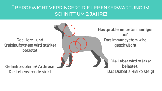 Übergewicht-bei-Hunden-Tipps-zum-abnehmen