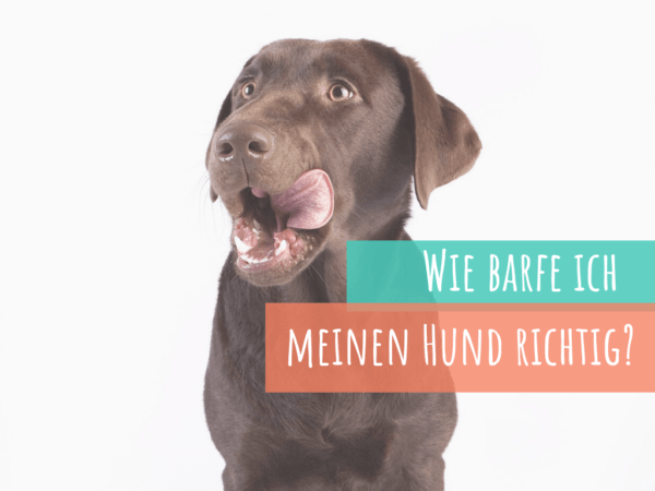 barfe ich meinen Hund & erstelle eine Ration? -