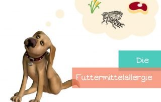 Futtermittelallergie-beim-hund