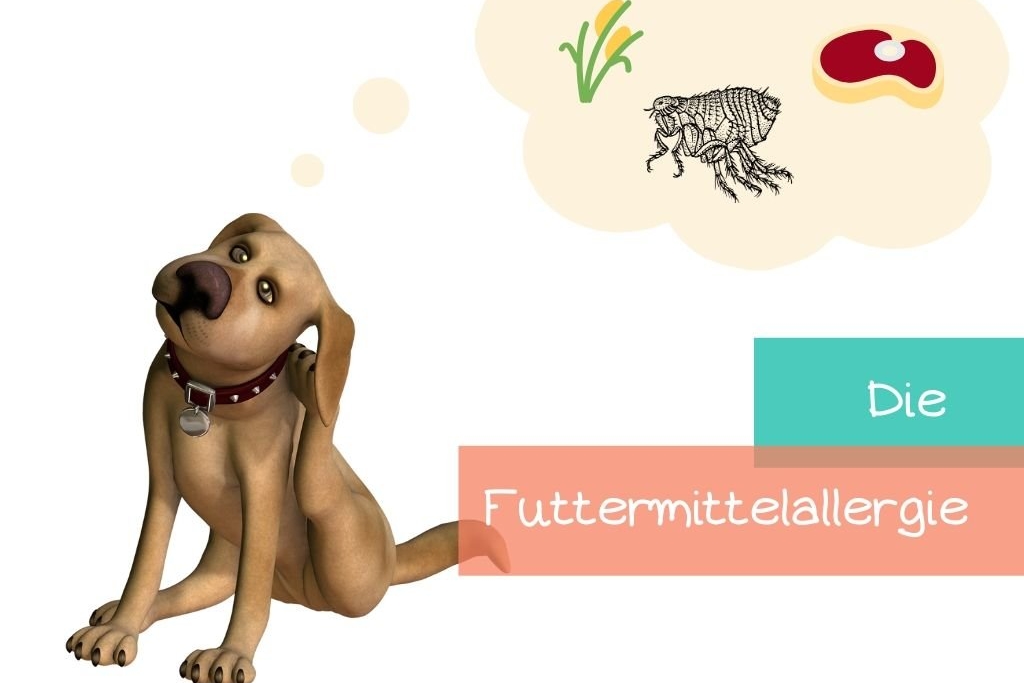 Futtermittelallergie-beim-hund