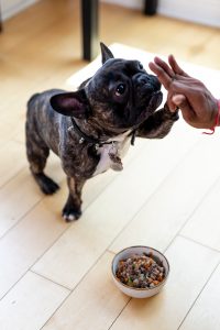 Nassfutter-beim-Hund-Vorteile-und-Nachteile