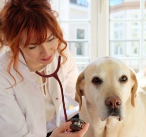 Arthrose tabletten für hunde - Die preiswertesten Arthrose tabletten für hunde auf einen Blick!