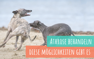 Arthrose-beim-hund-behandeln