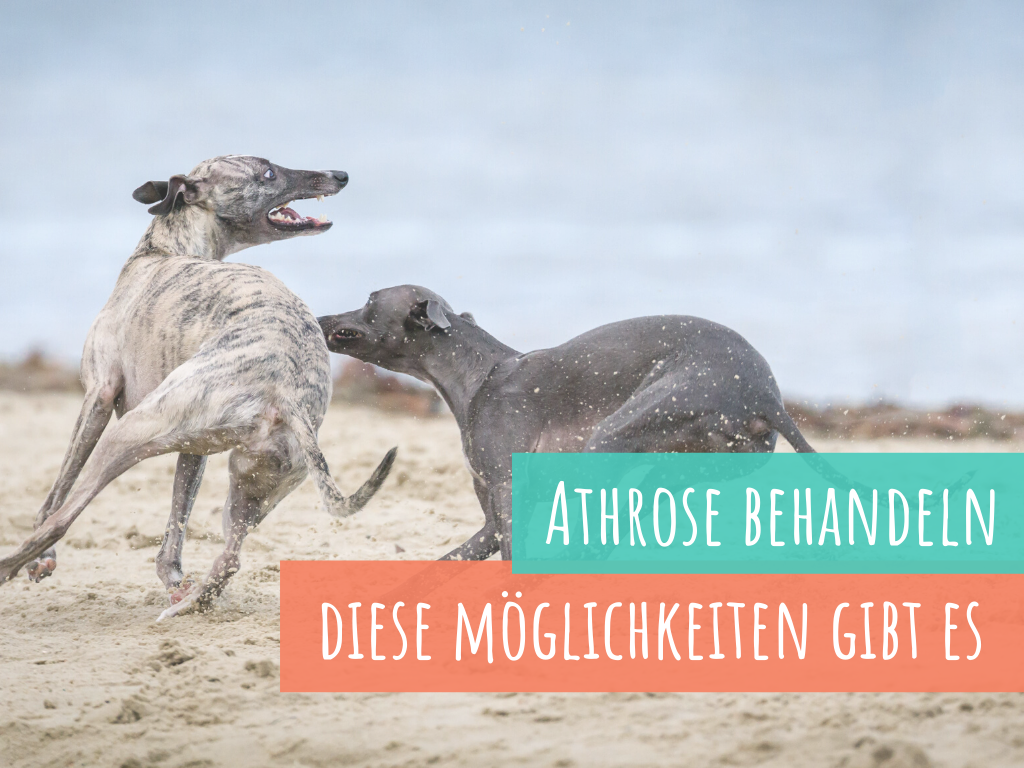 Arthrose-beim-hund-behandeln