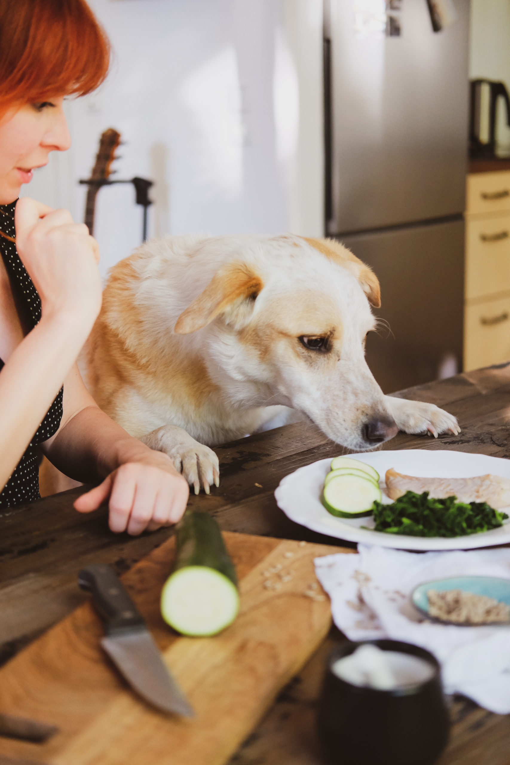 Barfen-lernen-Vet-dogs Barfen-lernen-Vet-dogs