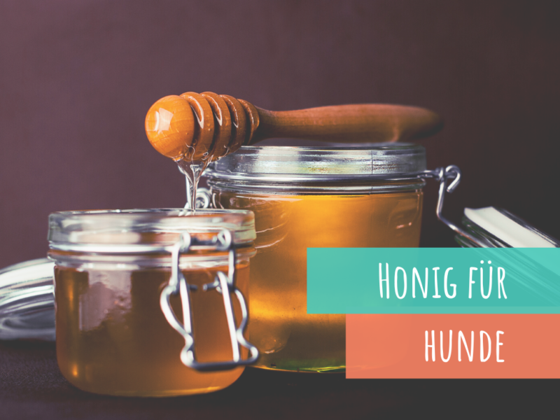 Gastbeitrag Honig und Propolis für Hunde VetDogs