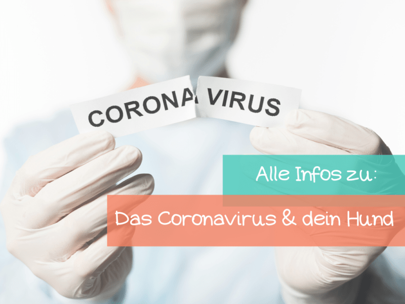 Ist das Coronavirus gefährlich für meinen Hund
