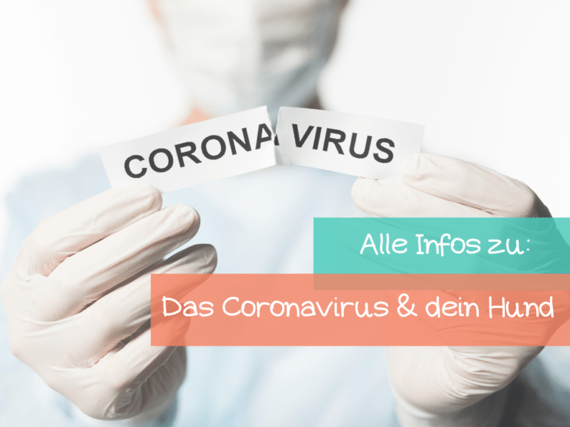 Ist das Coronavirus gefährlich für meinen Hund