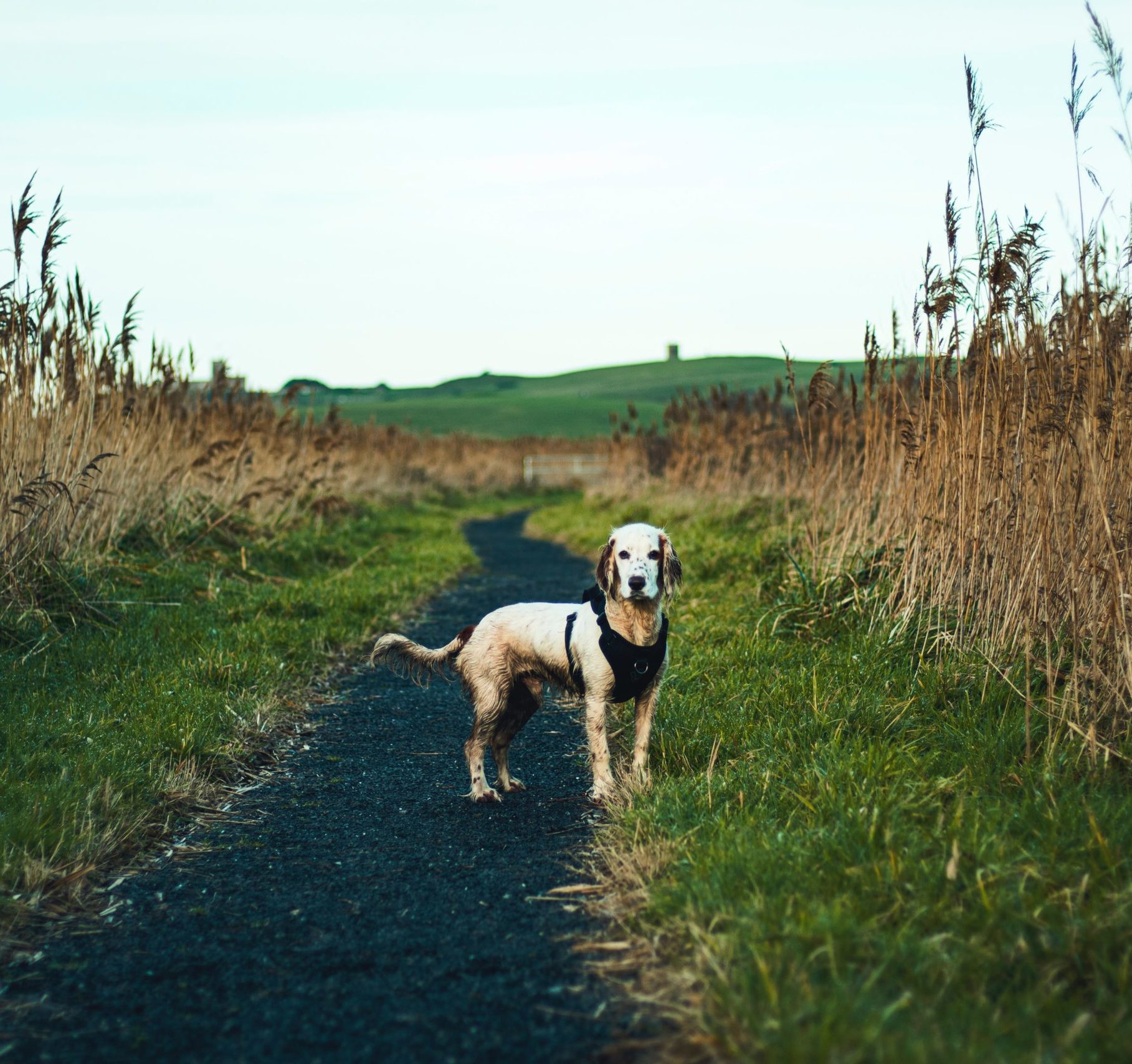 Kundenstimmen-vet-dogs Kundenstimmen-vet-dogs