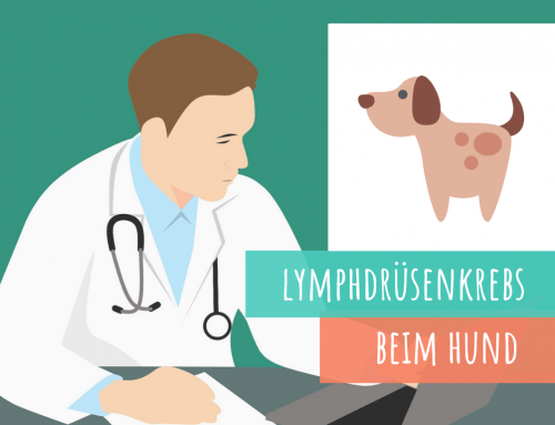 Lymphdrüsenkrebs (Lymphom) beim Hund