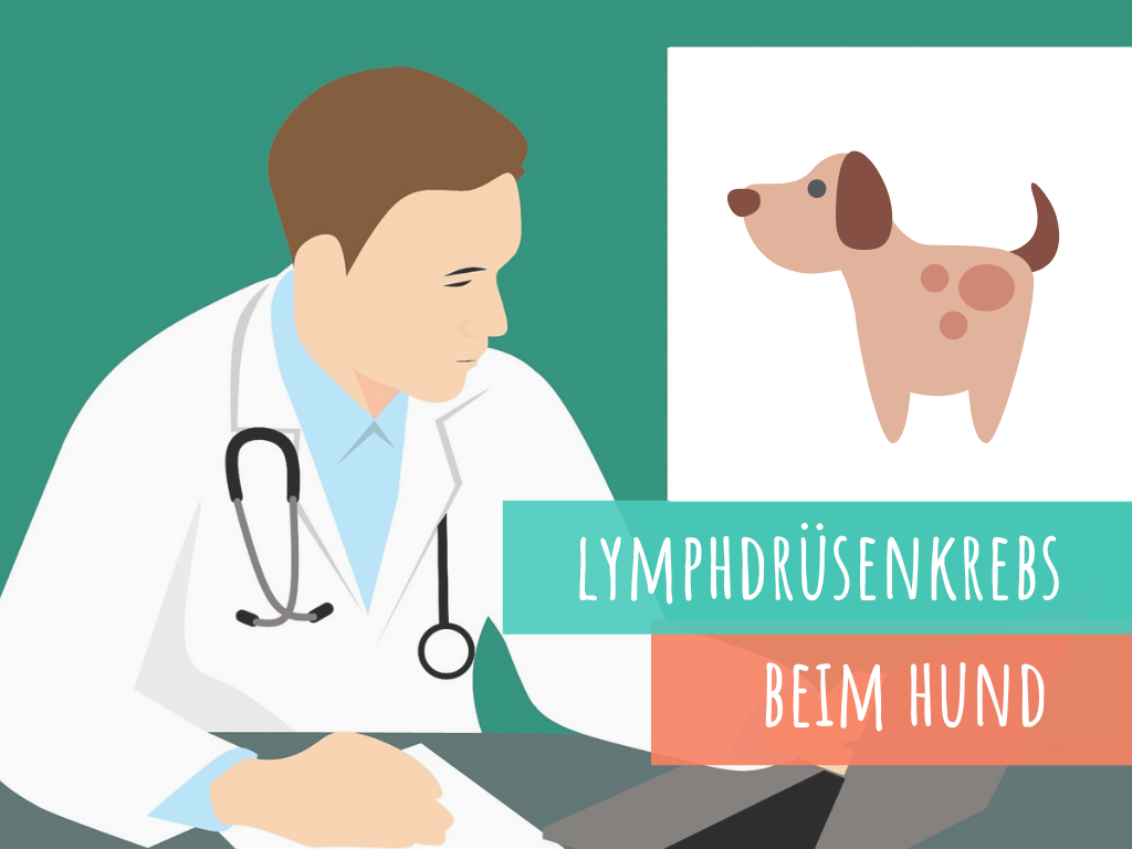 Lymphdrüsenkrebs-lymphom-beim-hund