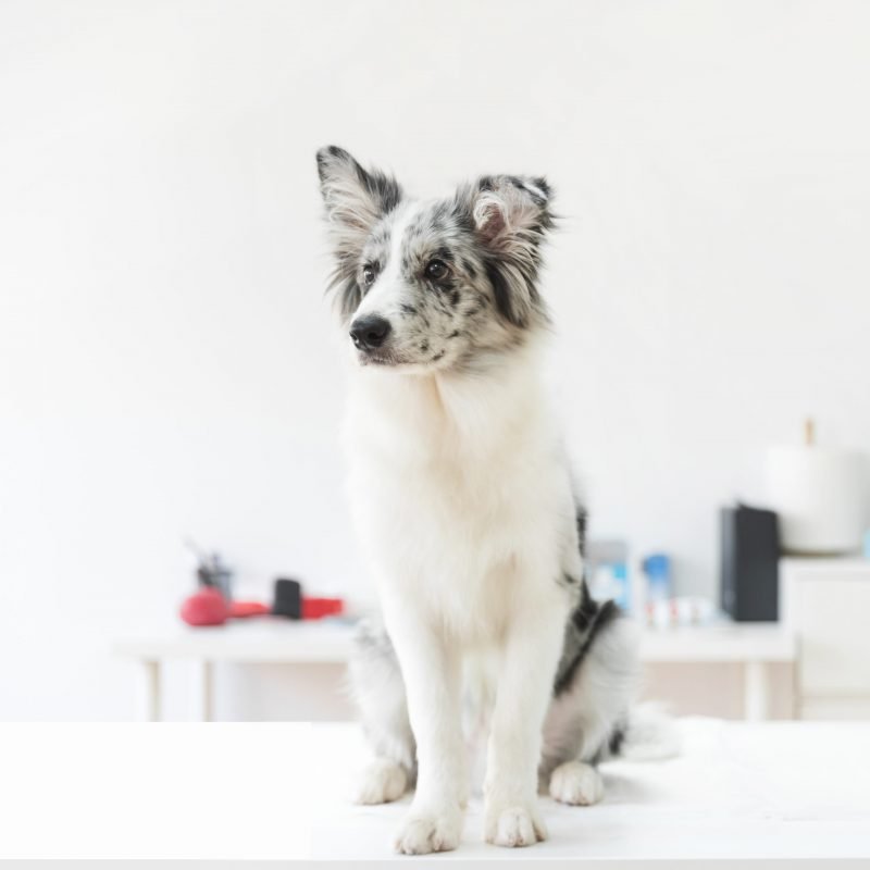 Tierärztliche Allergieberatung VetDogs