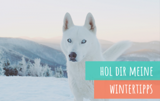 Wintertipps-für-den-hund
