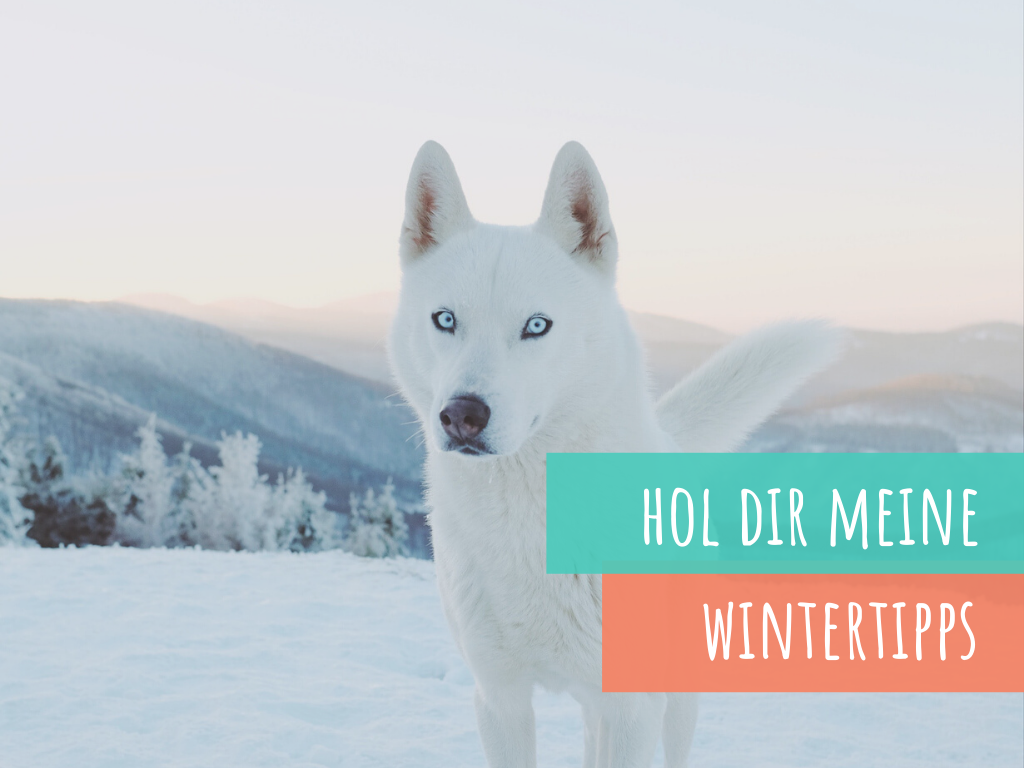 Wintertipps-für-den-hund