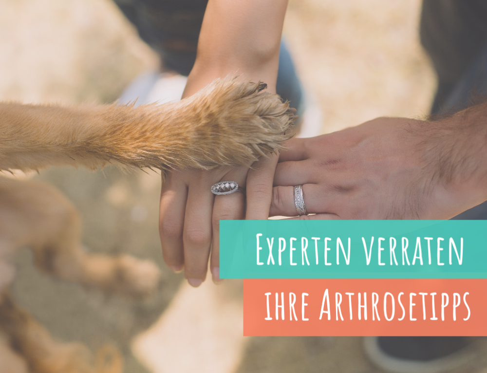 Ellbogendyplasie (ED) beim Hund Doch was ist das überhaupt? VetDogs