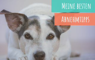 dein-hund-muss-abnehmen-mit-meinen-tricks-klappt-es