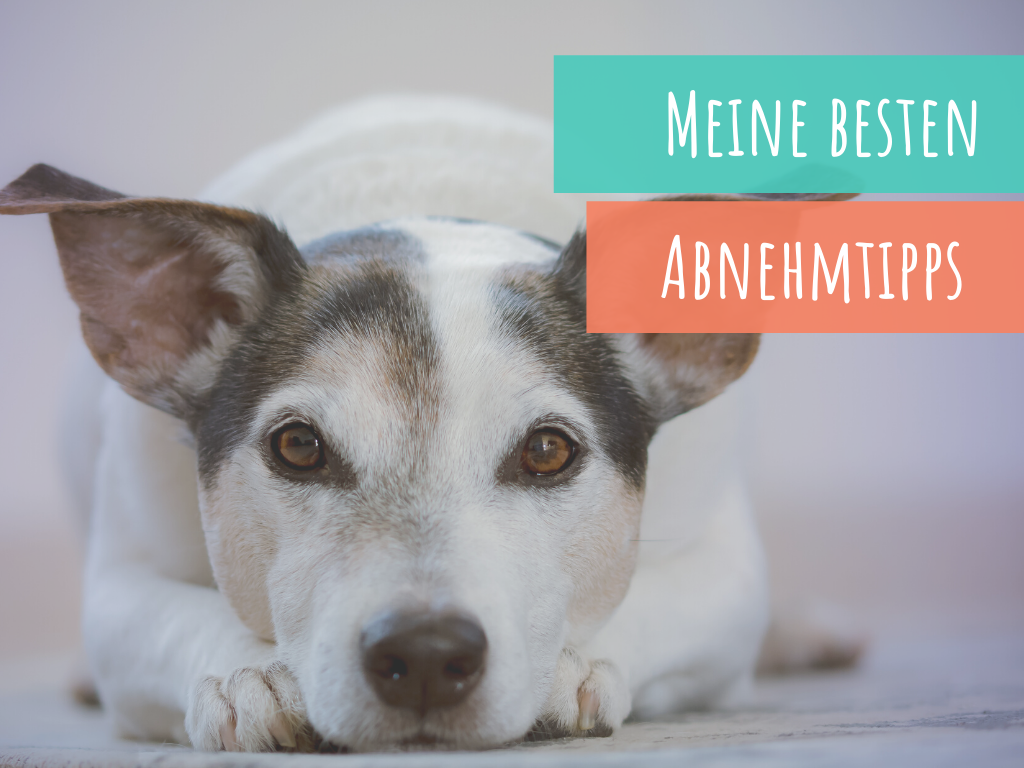 dein-hund-muss-abnehmen-mit-meinen-tricks-klappt-es