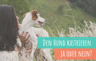 den-hund-kastrieren-lassen